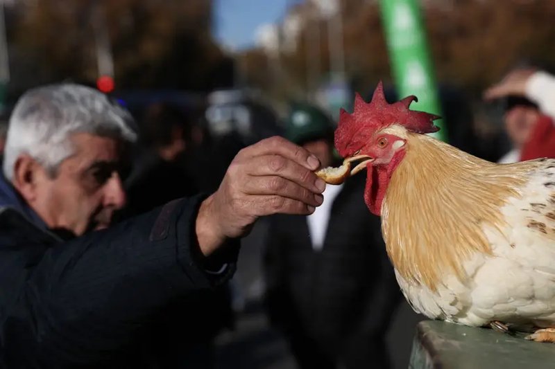 Descubre el mundo emocionante del juego de la Ruta del Pollo en España